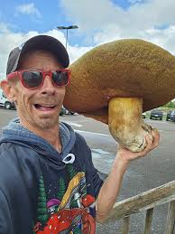 So, I found some porcini (!!) and picked them really quickly. However my  mind got to wondering. Luis, or Christopher, if I leave it for a few days,  will porcini grow bigger?