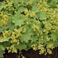 Image result for Alchemilla kiwuensis