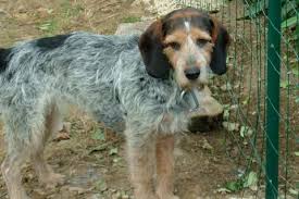 Er ist ein guter vertreter der großen rasse. Griffon Bleu De Gascogne L Avis Du Veterinaire Choisir Son Chien