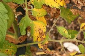 Sudden Outbreak Of Yellow Leaves On Tomato And Other Plants Growing Tomatoes Tomato Garden Tomato Seedlings