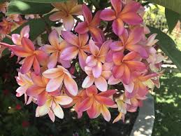 W A Sunset In 2020 Frangipani Plumeria Plants
