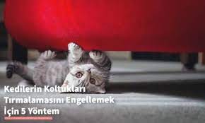 kedileri perdelerden uzak tutmak icin 6 yontem kedi rehberi