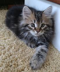 A neutral view of persian kittens for sale mn. Siberian Kittens For Sale Mn