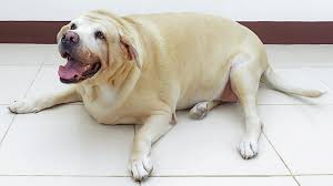 He is so fat that he is shaped like a round ball but has very stubby limbs. Why Is My Dog Fat Gene Deletion May Provide Clues Science Aaas