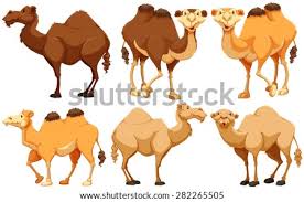 To get a camel mount you will need to have a level 26 or higher (any tier) horse, but the higher the tier of horse the more seals you will receive in final thoughts on mounts in bdo. Camel In Desert Drawing At Getdrawings Free Download