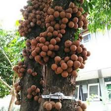 Fokus, pusat, buah bibir, buah, titik api) volume_up. Buah Kepel In English