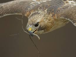 Hawks New York Birds Of Prey Pictures Pale Male The Male Half Of The Famous New York City Red Tailed Hawk Duo Photo By Raghav Red Tailed Hawk Pale Male Wild Creatures
