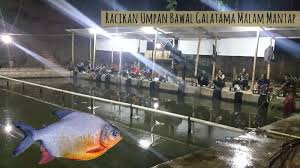Resep Umpan Bawal Galatama Malam Terbukti Hasil Mantap Dengan Tambahan Jaya Essence Oplosan Dengan Aroma Wangi Khas Yang Sangat Disukai Malam Ikan Resep Ikan