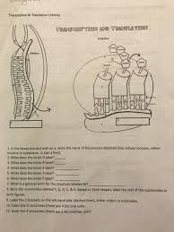 Our intention is that these transcription and translation coloring worksheet key images gallery can be a hint for you, give you more ideas and of course make you have what you need. Solved Ww Transcription Translation Coloring Transcript Chegg Com