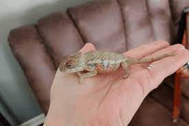 Chameleons are arboreal, or tree dwelling, lizards, and as such prefer lots of branches and plants within their enclosure to climb on. How Big Do Panther Chameleons Get