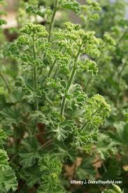 Image result for Pelargonium domesticum round-leaved bushy