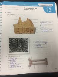 Click the bone below for the answers. Solved Review Practice Sheet Exercise Organization Of T Chegg Com