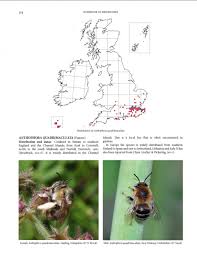 Handbook Of The Bees Of The British Isles 2 Volume Set