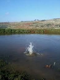 بركة السفرجل قرب الطيري River Water Outdoor