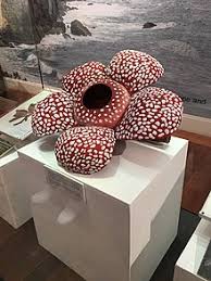 These beautiful bright flowers surely beautify a home or garden but are also used as medicine. Rafflesia Wikipedia