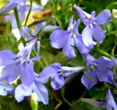 Image result for Lobelia flaccida