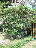 Image result for Pavetta mocambicensis