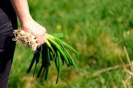 Informieren sie sich in diesem artikel eigentlich denkt man bei dieser frage, dass der unterschied doch völlig klar ist. 43 Krauter Obst Und Gemusepflanzen Die Auch Im Schatten Wachsen Wurzelwerk