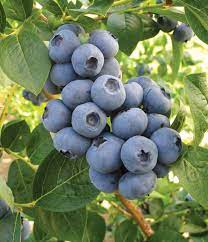 The berries are easy to pick and are hanging in large tight clusters (like grapes). Toro Blueberries Fall Creek Nursery Plants Varieties Farming