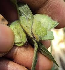 Image result for Phaulopsis sangana