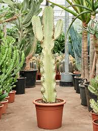 Image result for Euphorbia ingens