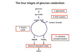 Https Www Rsb Org Uk Images 14 Respiration Pdf