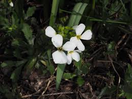 Image result for Arabis alpina