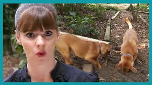 The Jack Russell Terrier that ATE family pet