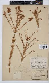 Image result for Pearsonia aristata