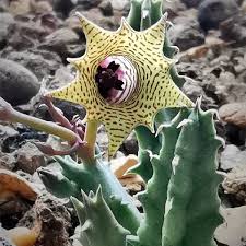 Image result for Huernia leachii