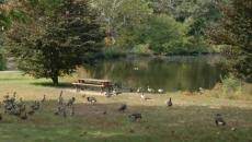 The charles river reservation comprises a 20 mile stretch of the charles river from downtown boston to riverdale park in west roxbury. Upper Charles River Reservation Mass Gov