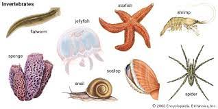 Search on info.com for animals with no backbones. Invertebrate Kids Britannica Kids Homework Help