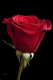 Pin By Sarvi On Plants Beautiful Roses Beautiful Flowers Rose