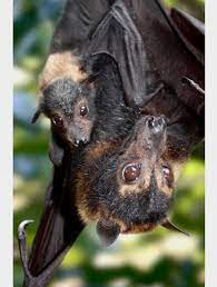 Let's learn a little more about this megabat, shall we? Mother And Baby Spectacled Flying Fox Bats Animals Cute Bat Fox Bat