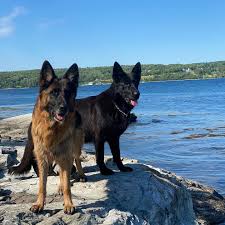 Blue german shepherds have a color variation that simply comes from a recessive gene. Zwdwqkxncbrvgm