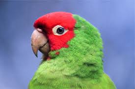 Explore more like green parrot red head. Food Red And Green Macaw Feeds On Seeds Nuts Fruits Fl