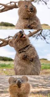 When A Female Quokka With A Joey In Her Pouch Is Pursued By A Predator She May Drop Her Baby Onto The G Cute Wild Animals Cute Baby Animals Cute Little