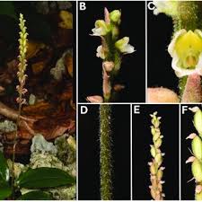 Image result for Hetaeria