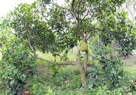 Image result for Artocarpus heterophyllus