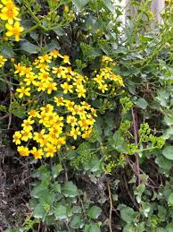 Image result for Senecio consanguineus
