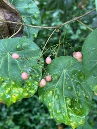 Image result for Stephania abyssinica