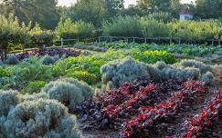 Fall Plant and Garden Sale