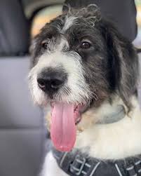 Maybe you would like to learn more about one of these? What Is A Saint Bernard Poodle Mix St Berdoodle 101 With Photos Oodle Life