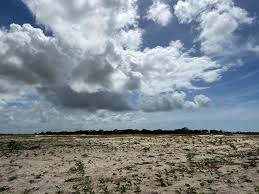 Image result for Siphonochilus kilimanensis