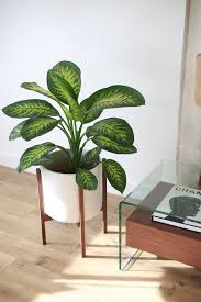 Give Your Space And Mood A Lift Lush Houseplant House Plants Decor Plant Decor Indoor Tall Indoor Plants