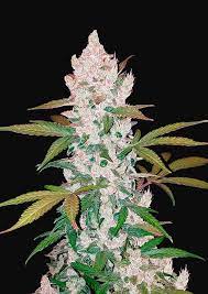 Our website uses cookies to perform statistics and analysis, to maintain the operation of the. Fast Buds Girl Scout Cookies Auto F Neptune Seed Bank