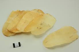 Image result for Gastrodia