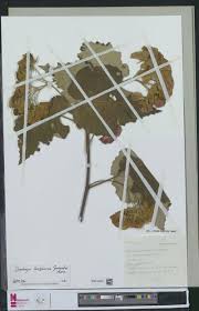 Image result for Tephrosia nyikensis