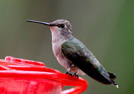 Praying mantis and hummingbird feeders. Fascinating Hummingbird Facts Old Farmer S Almanac
