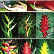 Artificial plants, flowers, & trees. Pdf Adaptation In A Plant Hummingbird Association